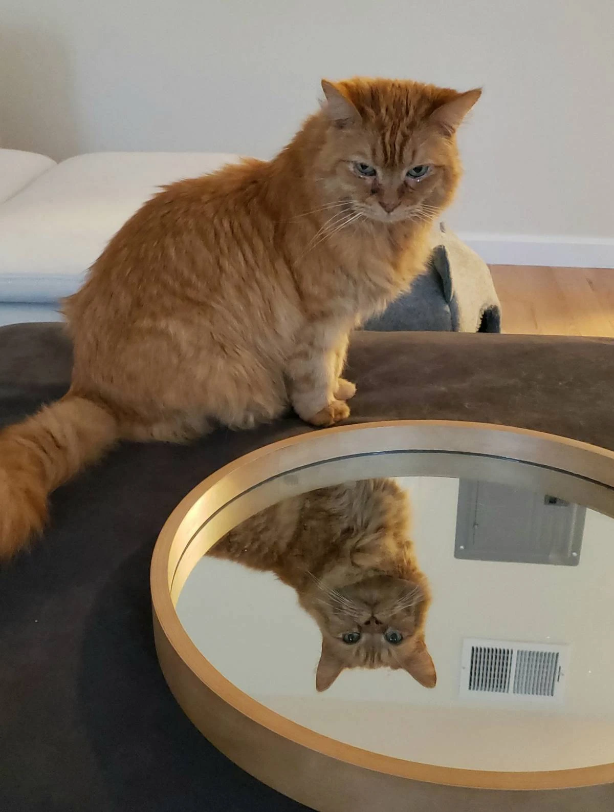 Do Cats Think Humans Are Cats?